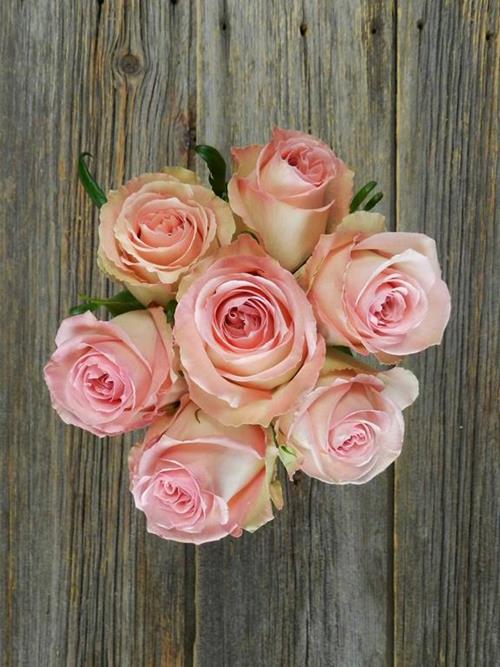 SWEET ELEGANCE  LIGHT PINK ROSES